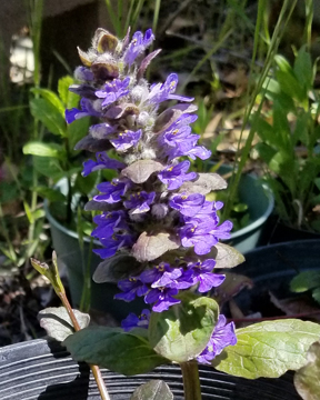 Campanula